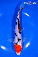 8.25" DOITSU SANKE
