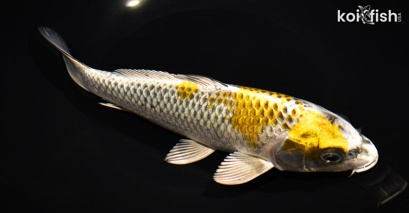 8.75" KI GINGA