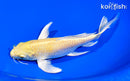 7.75" YAMABUKI OGON