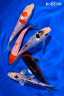 PACK OF (5) 5.25 - 5.50" STANDARD KOI