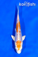 4.5" KIKUSUI