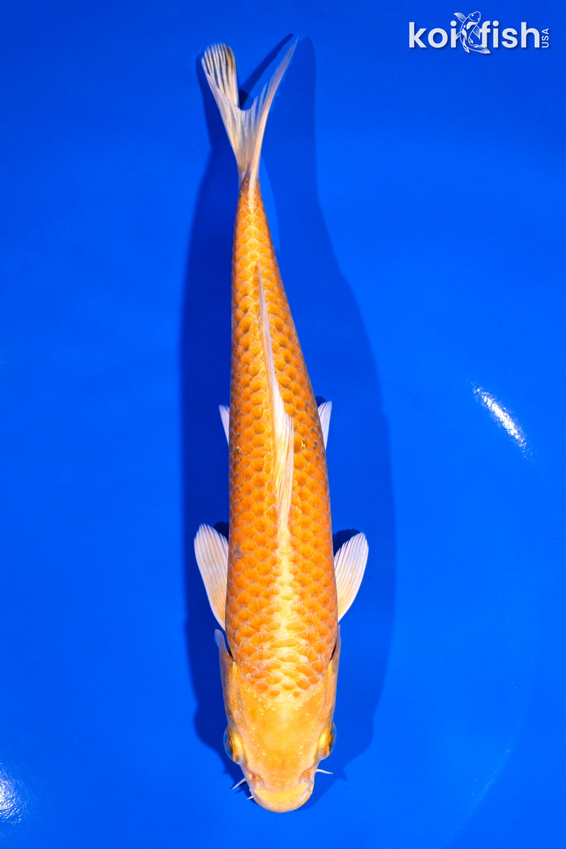 7.5" YAMABUKI OGON