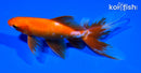 6.5" WATONAI GOLDFISH