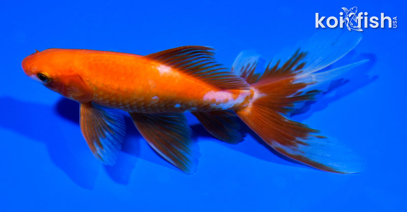 6.5" WATONAI GOLDFISH