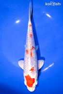 9.25" GINRIN MARUTEN HARIWAKE