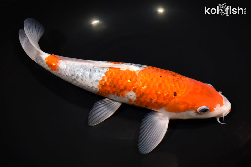 11.5" GINRIN GOROMO