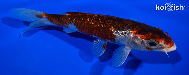 7.25" GINRIN GOROMO