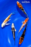 PACK OF (5) 4-4.5" STANDARD KOI