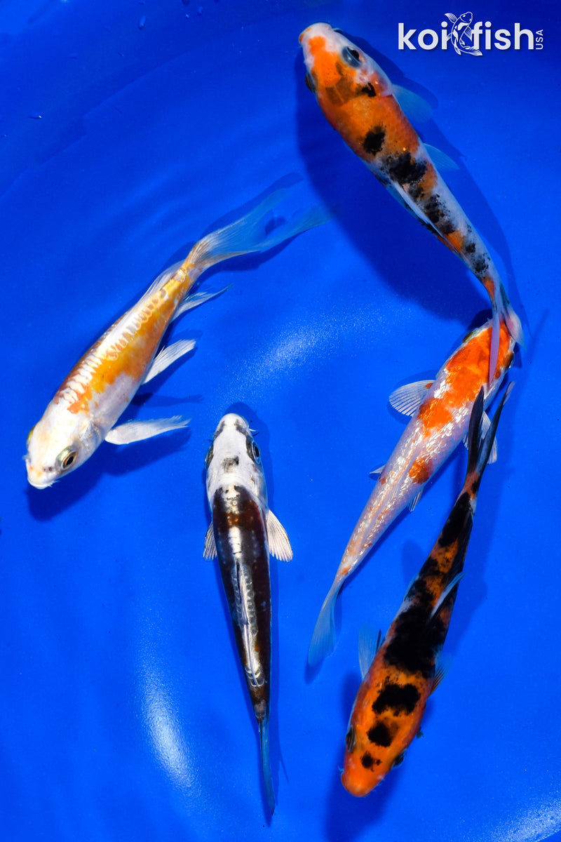 PACK OF (5) 4-4.5" STANDARD KOI