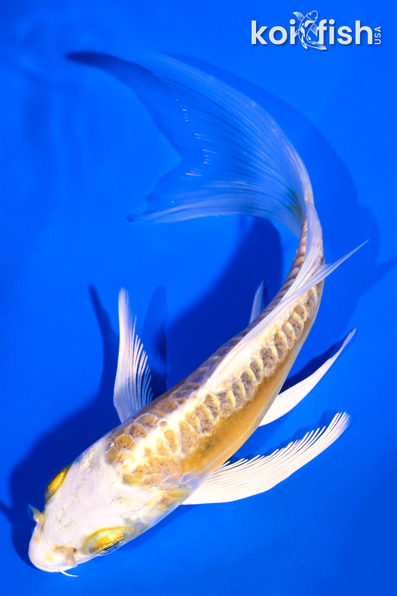 5.25" DOITSU KI MATSUBA BUTTERFLY