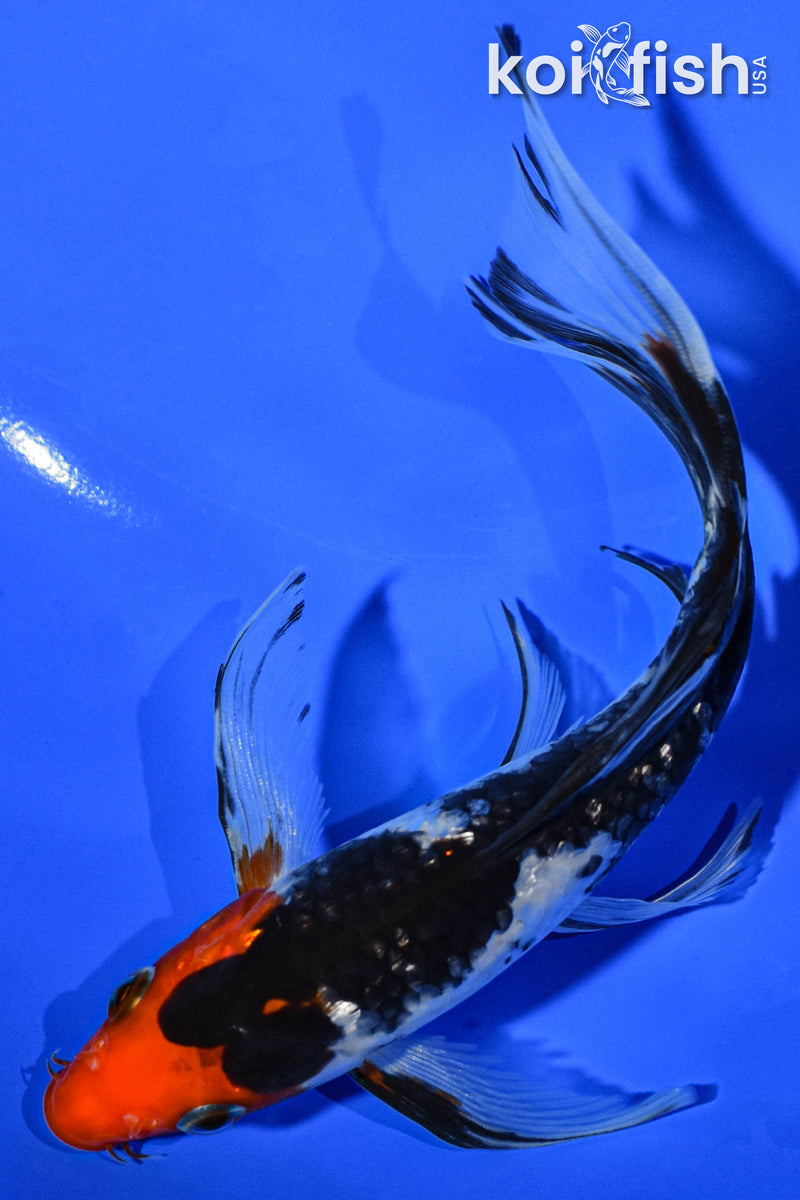 6.5" GINRIN SANKE BUTTERFLY