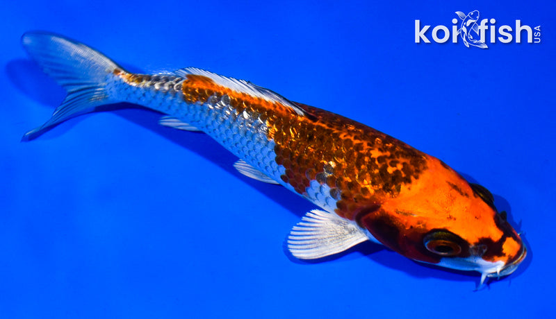 5.5" GINRIN BENI GINGA