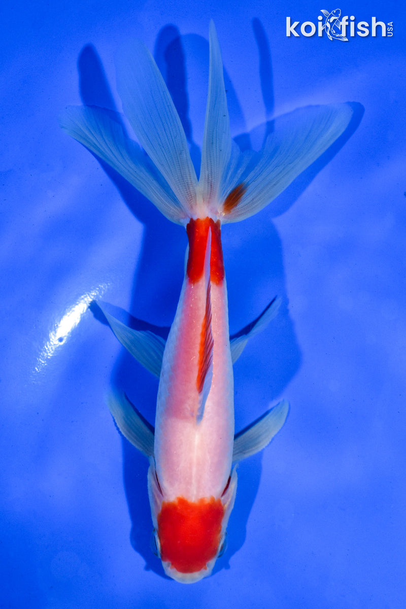 6" MARUTEN WAKIN GOLDFISH