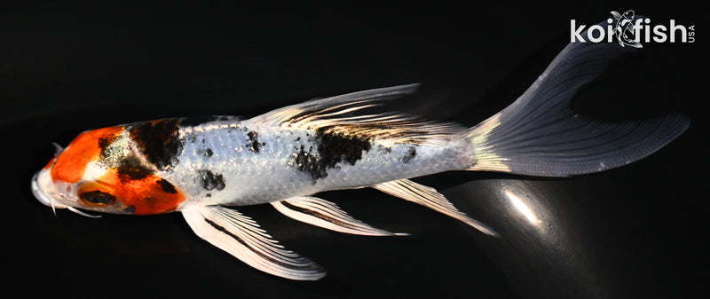 5" YAMATO NISHIKI BUTTERFLY