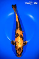 11.75" KIN HI UTSURI