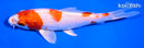 5.5" HARIWAKE