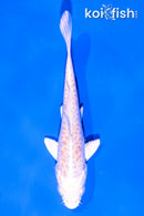 4" DOITSU PLATINUM OGON