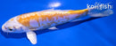 5.75" DOITSU LEMON HARIWAKE