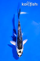 4" ARAGOKE KIKOKURYU