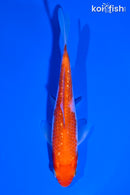 4.75" GINRIN KOHAKU