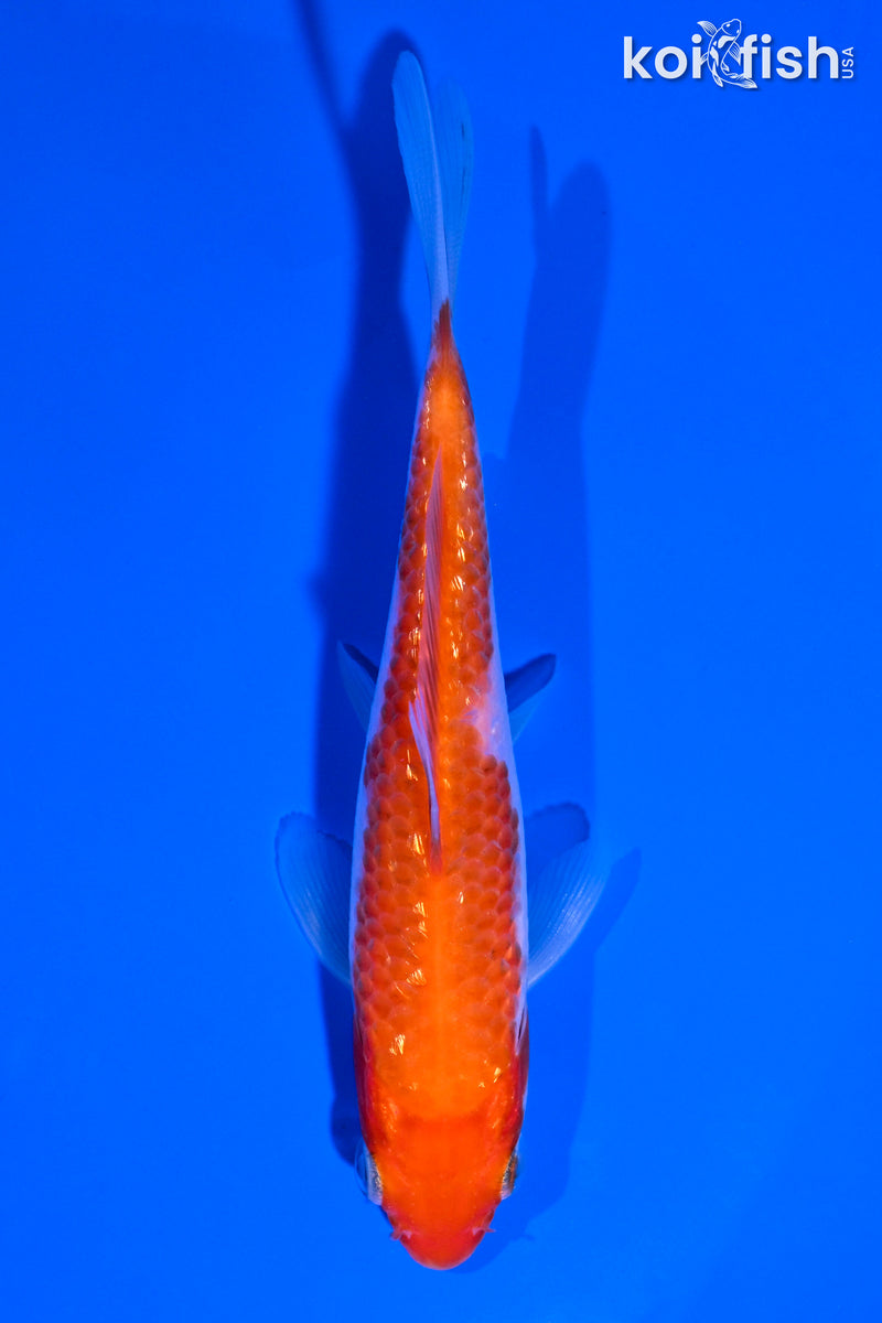 4.75" GINRIN KOHAKU