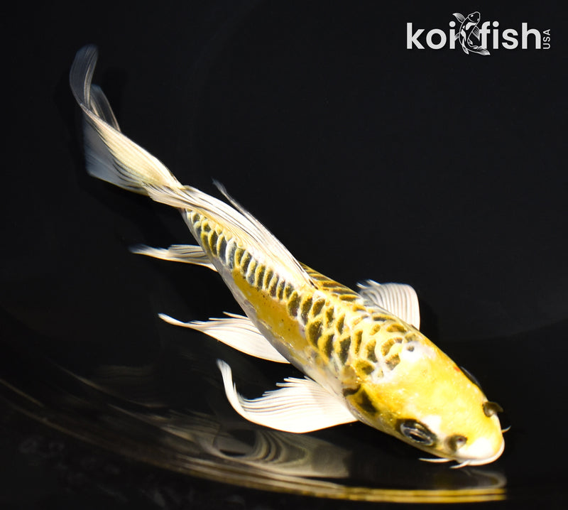 7.25" ARAGOKE KUJAKU BUTTERFLY