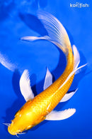 6.5" YAMABUKI OGON BUTTERFLY