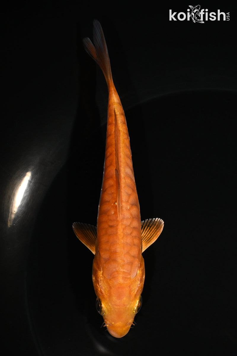 4.75" METALLIC OCHIBA SHIGURE