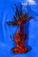 4.5" CALICO TELESCOPE FANTAIL GOLDFISH