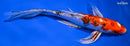 8.5" HEISEI NISHIKI BUTTERFLY
