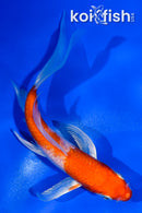 5" GINRIN HARIWAKE BUTTERFLY