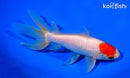 6" WATONAI GOLDFISH