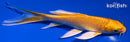 5.25" YAMABUKI OGON BUTTERFLY