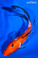 5.75" SANKE BUTTERFLY