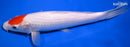 9.75" TANCHO KOHAKU