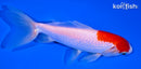 5.75" SARASA WAKIN GOLDFISH