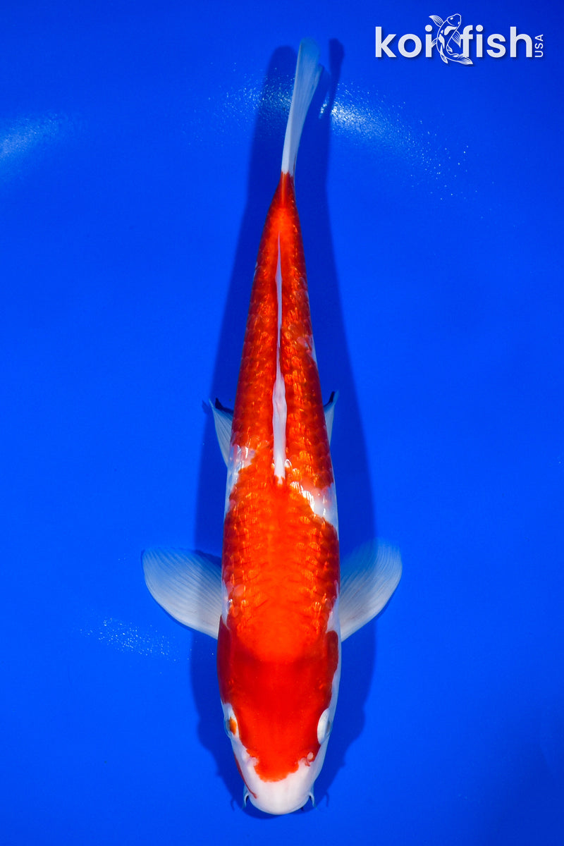 12.5" GINRIN KOHAKU