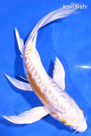 7.75" DOITSU LEMON HARIWAKE BUTTERFLY