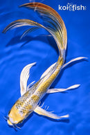 8.75" KUJAKU BUTTERFLY