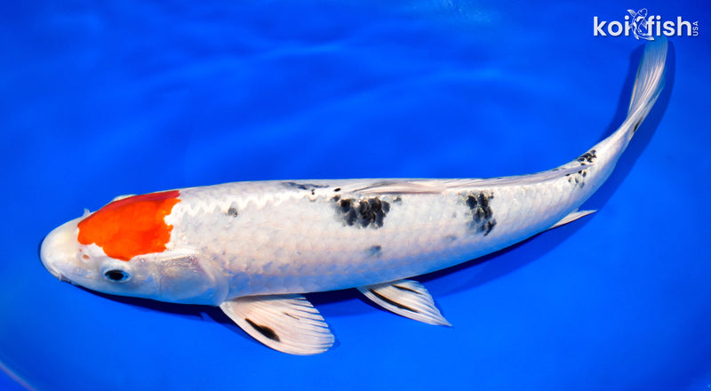 13.25' TANCHO YAMATO NISHIKI