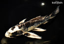 11.25" ARAGOKE KIKOKURYU BUTTERFLY