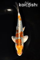 6.75" KUJAKU