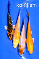 PACK OF (4) 3.75-4" MIXED STANDARD KOI