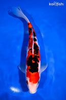 9.5" SANKE