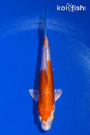 4.5" KIKUSUI