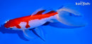 6.75" SARASA WATONAI GOLDFISH