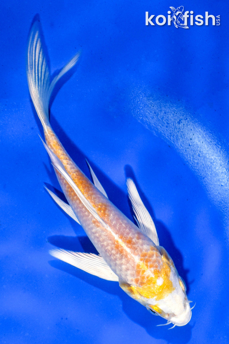 5" HARIIWAKE BUTTERFLY