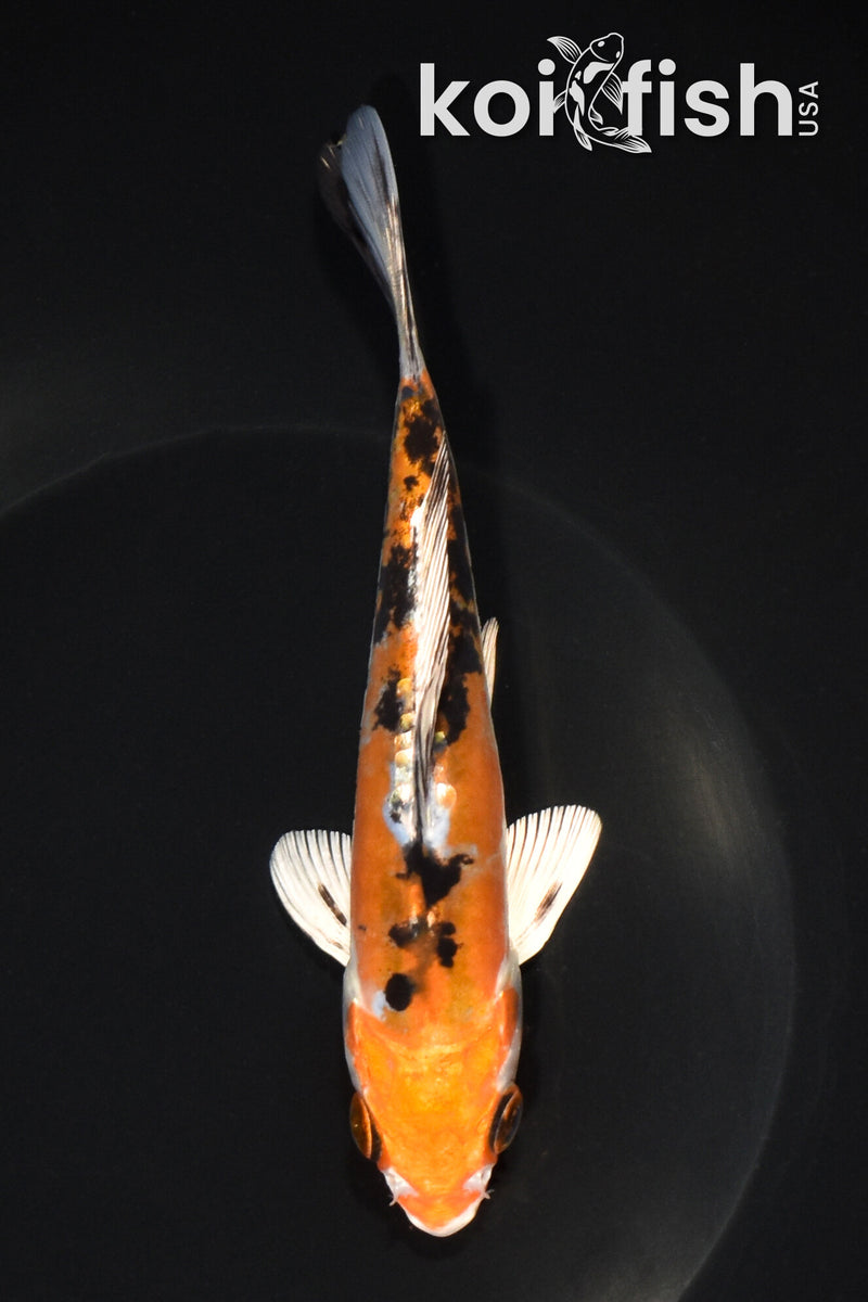 6" HEISEI NISHIKI