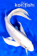 8.5" DOITSU PLATINUM OGON BUTTERFLY