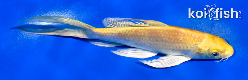 5.5" YAMABUKI OGON BUTTERFLY